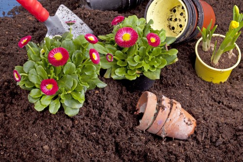 The image shows a close-up of a garden bed with dark, richly turned soil, featuring blooming primroses with bright pink and yellow flowers and lush green leaves. To the right, there are small pots with budding tulips and other early spring plants, some still in the soil. In the background, gardening tools including a yellow plastic pot and a terracotta plant pot with soil are visible, indicating ongoing planting or garden maintenance. The scene appears to be part of a landscaped outdoor space, possibly a front or back garden, with natural lighting suggesting a mild weather day. The presence of fresh planting materials reflects garden care activities that a professional gardening service like Landscapers Battersea might undertake. The overall setting promotes a well-maintained, vibrant garden environment suitable for landscaping and outdoor enhancement services in Battersea or nearby areas within SW11 postcode.