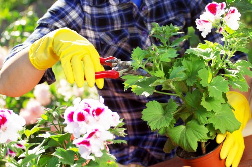 Garden clearance pricing with rubbish removal in Battersea