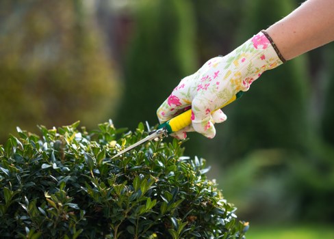 A close-up view of a gardener's hand wearing a floral-patterned gardening glove, holding pruning scissors, and trimming a dense, dark green hedge in a well-maintained outdoor garden. The hedge is situated in the foreground, with a neatly shaped, lush bush that contrasts with the lighter green lawn beyond. In the background, blurred trees and foliage suggest a temperate climate typical of Battersea, London, with soft natural daylight illuminating the scene and subtle signs of outdoor gardening activity. The scene emphasizes attention to detail in garden maintenance and the importance of precise trimming for a tidy landscaped yard, aligning with professional gardening services offered by Landscapers Battersea in SW11. This outdoor space features a combination of soil borders, trimmed bushes, and a landscaped lawn, reflecting a well-organized garden environment suitable for residential or commercial outdoor spaces within the Battersea area.