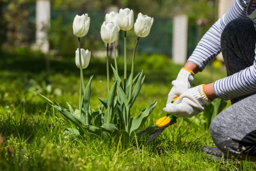A person wearing striped sleeves and gardening gloves is kneeling on a well-maintained grassy lawn, using a trowel to carefully tend to a small flower bed with a cluster of tall, white tulips in full bloom. The tulips are surrounded by lush, green foliage and their petals are open, revealing their elegant shape. The background features a neatly kept garden with a green hedge, small trees, and a wooden fence, creating a peaceful outdoor space typical of a Battersea residential garden. The natural lighting indicates a bright, sunny day, highlighting the vibrant green grass, the white petals of the tulips, and the gardener's focused activity, aligning with professional gardening and landscaping services offered by Landscapers Battersea in London.
