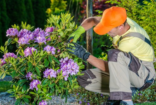 A professional gardener wearing an orange cap, yellow and grey workwear, and green gloves is crouched beside a vibrant purple flowering shrub in a well-maintained outdoor garden space. The shrub has lush green foliage and clusters of bright purple flowers, positioned in the foreground amidst a gravel pathway. In the background, there is a variety of trees and bushes, adding depth and natural greenery to the landscaped yard. The garden appears to be in good condition, with healthy plants and a tidy appearance, typical of a landscaped outdoor area in Battersea. The scene is captured in natural daylight, indicating good weather, and the gardener is focused on tending the plant, illustrating gardening and planting services provided by Landscapers Battersea. The setting showcases a thoughtfully designed garden layout with flower beds and a combination of natural textures and vibrant colours, reflecting a professional approach to garden care and landscaping in the local area.