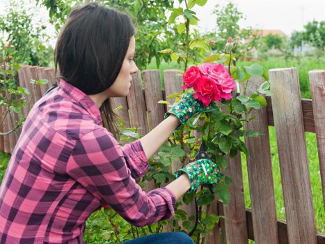 A woman in a pink and purple checkered shirt wearing green gardening gloves is pruning a vibrant pink rose bush along a wooden fence in a well-maintained garden. The garden features a lush green lawn in the foreground, with the rose bush situated close to the fence, which is constructed from vertical wooden slats. Behind the fence, there are tall, leafy green shrubs and trees, providing natural privacy and a backdrop of natural green tones. In the background, other garden plants and possibly a distant residential building are visible under a slightly overcast sky, suggesting a mild weather day. The scene exemplifies outdoor landscaping activities typical of garden maintenance services offered by companies such as Landscapers Battersea, subtly reflecting the importance of proper garden care and shrub pruning. The overall environment appears neat and inviting, with vibrant colours and natural textures that highlight the health and vibrancy of the garden space. This image would support content related to gardening, shrub trimming, and outdoor landscape upkeep within a residential setting in Battersea or nearby areas.