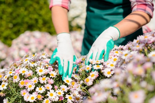 A gardener wearing a green apron and white gardening gloves is tending to a vibrant flower bed filled with blooming daisies, featuring white petals and yellow centers. The plants are densely packed, with some flowers showing hints of pink, and the soil underneath appears dark and well-maintained. In the background, lush green hedges and leafy trees provide a natural backdrop, with sunlight illuminating the scene, suggesting a clear, bright day. The outdoor space is part of a landscaped garden, potentially in Battersea or nearby, as part of professional gardening and landscaping services offered by Landscapers Battersea. The arrangement showcases a well-organized garden layout, with a combination of flowering plants and dense greenery, typical of a cultivated residential garden designed for aesthetic appeal and outdoor enjoyment. This image emphasizes the care involved in maintaining flower beds and horticultural elements, reflecting services related to garden upkeep, planting, and outdoor beautification in the local area.