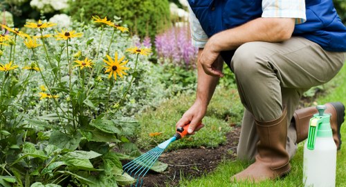 A person kneeling on a well-maintained grassy lawn in a garden, tending to flower beds with vibrant yellow and purple blooms. The garden features a lush hedge in the background, and a paving pathway runs alongside the flower beds. The person is wearing beige gardening boots, beige trousers, a short-sleeved shirt, and a dark vest, and is holding a small blue garden rake, appearing to be engaged in maintenance or planting activity. A white garden spray bottle is placed on the grass nearby, and the scene suggests a tidy, landscaped outdoor space typical of residential gardens within the Battersea area, with natural daylight and mild weather conditions enhancing the garden's appearance. This grass and floral arrangement showcase the skills of professional gardening services offered by Landscapers Battersea, emphasizing lawn care and garden maintenance in urban outdoor environments.