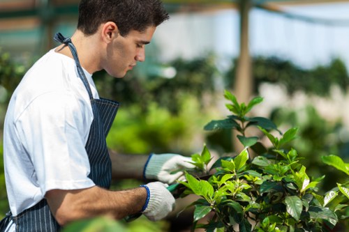 A young male gardener wearing a white T-shirt, striped apron, and white gardening gloves is tending to a lush green hedge or shrub in a bright, well-maintained garden. The garden features vibrant, healthy foliage with broad, glossy leaves, likely part of a decorative border or privacy hedge. In the background, there are additional plants and trees with green leaves, suggesting a lush outdoor space typical of a Battersea garden. The scene is illuminated by natural daylight, indicating clear weather, and the gardener appears focused on trimming or pruning the plant, demonstrating professional gardening services. The surface of the soil around the plant looks well-kept, and there may be gravel or paving stones nearby, typical for landscaped outdoor areas in residential gardens. This scene highlights the skills involved in garden maintenance and plant care, aligning with professional landscaping and gardening services offered by companies like Landscapers Battersea.