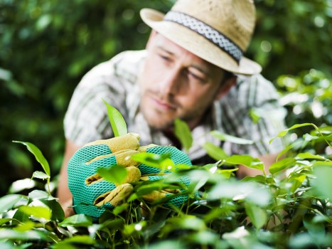 A man wearing a straw hat, a checkered shirt, and green gardening gloves is tending to a lush, green shrub in a well-maintained garden. The garden features dense, leafy bushes, a neatly shaped lawn, and a paved pathway visible in the background, with hints of trees and other greenery. The man appears focused as he carefully trims or checks the foliage, suggesting regular gardening or hedge maintenance typical of residential outdoor spaces in Battersea. Natural daylight illuminates the scene, highlighting the vibrant green tones of the plants and the textured surface of the garden's paved area, reflecting a well-kept outdoor environment suitable for gardening services by Landscapers Battersea or other local landscapers in the SW11 postcode area.