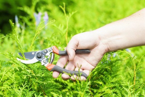A close-up view of a person's hand using a pair of orange and black pruning shears to trim green foliage in a well-maintained garden. The garden features dense, healthy grass or ground cover, with a variety of plants including ferns and flowering shrubs in the background. The scene is outdoors on a bright, sunny day, with natural light illuminating the lush, natural tones of the plants and the textured garden soil or mulch bed. The garden layout appears organized, with distinct borders or pathways, and the surrounding environment suggests a residential outdoor space in Battersea, offering a tranquil setting for gardening activities. The tools and plant details reflect professional gardening maintenance, aligning with landscaping and lawn care services provided by companies like Landscapers Battersea.