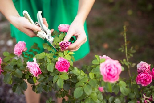 A person wearing a green shirt is using garden pruning shears to trim a flowering rose bush with vibrant pink blossoms and green foliage in a well-maintained garden. The rose bush is situated in a landscaped outdoor space with a background of soil and surrounding plants, reflecting a typical garden scene in Battersea. The image highlights gardening activities related to shrub and rose care, with natural daylight illuminating the scene, emphasizing the healthy, dense leaves and bright flowers. This setting showcases the importance of detailed pruning and shrub maintenance, which is a common service offered by professional landscapers in Battersea for enhancing outdoor spaces and maintaining lush, colorful gardens throughout the year.