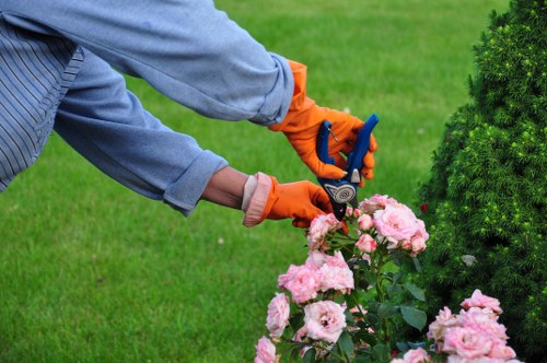 The image shows a gardener trimming a flowering pink bush in a well-maintained backyard garden with lush green grass, a neatly shaped evergreen shrub, and a paved pathway. The gardener is wearing a long-sleeved grey shirt and bright orange gardening gloves, using a small hedge trimmer to carefully prune the plant. The garden features a variety of textures, with the vibrant pink flowers contrasting against the rich green foliage, while the grass appears dense and evenly mowed. The backdrop includes other shrubbery and possibly trees, suggesting a landscaped outdoor space that benefits from regular lawn care and hedge maintenance by professionals such as Landscapers Battersea, serving areas like Battersea. The scene is illuminated by natural daylight, with a slight overcast sky providing diffuse lighting, emphasizing the health and vitality of the plants. This setting exemplifies typical garden upkeep aimed at creating tidy and attractive outdoor environments, supporting effective gardening and landscaping services to maintain the property's curb appeal and natural beauty.