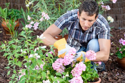 A man in casual clothing, wearing yellow garden gloves, is kneeling in a well-maintained garden with a mix of blooming pink and white flowers, possibly geraniums or petunias, and green leafy plants. He is carefully tending to the flower bed, which is bordered by dark brown mulch or soil. Behind him, there are potted plants and a hedge or shrubbery that create a lush, landscaped outdoor space typical of a residential garden in Battersea. The scene is well-lit, suggesting a bright, possibly partly cloudy day, with natural daylight illuminating the vibrant plant colours. The area appears organized and is part of a neatly landscaped backyard, with an emphasis on flower cultivation and outdoor greenery, reflecting professional gardening and landscaping standards in the UK. Such gardens often benefit from ongoing care offered by local gardening services like Landscapers Battersea, ensuring their outdoor spaces remain attractive and healthy.